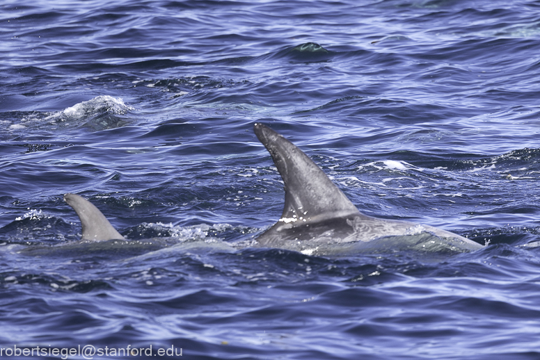 Monterey Bay whale watching